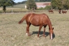 VENDS-PETIT-PRIX-POULINIERE-BIANCA-DE-NAPPES-0