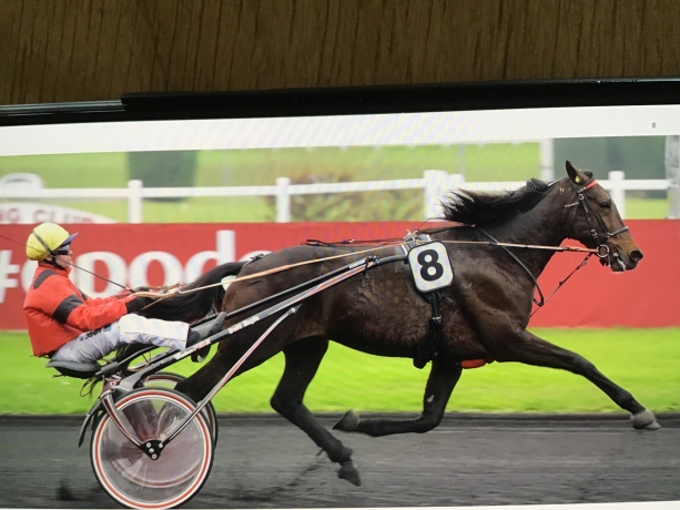 A-vendre-saillie-2022-Bold-Eagle-