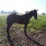 Vends-poulain-male-2