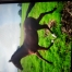 Vends-poulain-male-1