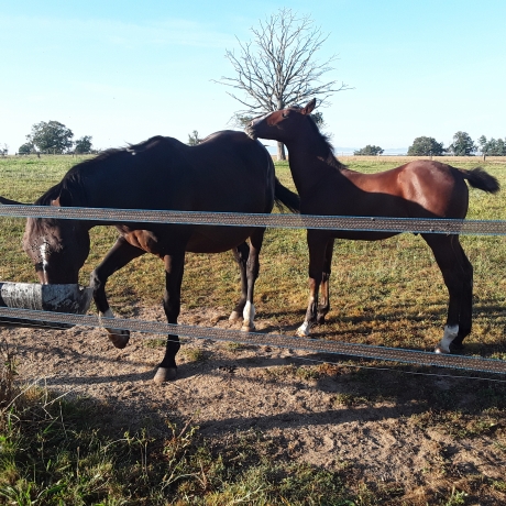Vends-poulain-male-0