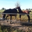 Vends-poulain-male-0