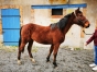 Loue-pouliche-K-0