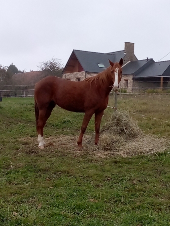 Cherche-option-pouliniere-famille-Bold-Eagle--Brillantissime-2