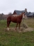 Cherche-option-pouliniere-famille-Bold-Eagle--Brillantissime-2