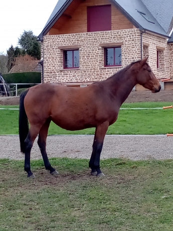Cherche-option-pouliniere-famille-Bold-Eagle--Brillantissime-1