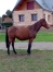 Cherche-option-pouliniere-famille-Bold-Eagle--Brillantissime-1