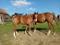 Cherche-option-pouliniere-famille-Bold-Eagle--Brillantissime-0