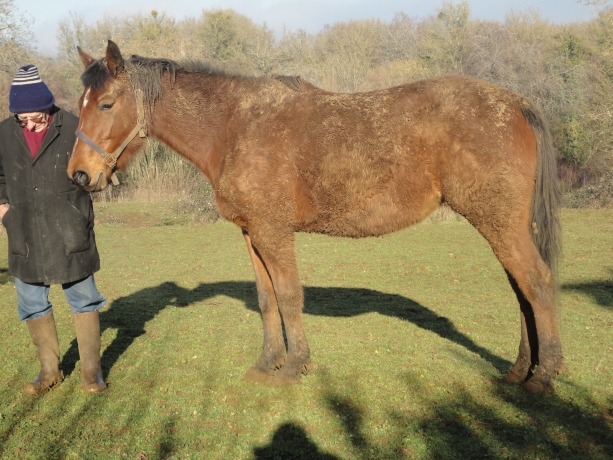 Hermione-des-Neuzy-par-Julie-d---Aubrac-(-workaholic-)-et-Niky-0