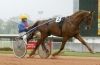 Saillies-DOLLAR--BOOSTER--BOLERO--EROS--DIABLO-0