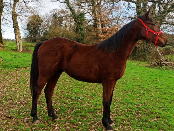 Poulain-K-a-vendre-1