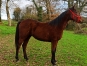 Poulain-K-a-vendre-1