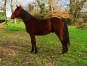 Poulain-K-a-vendre-0