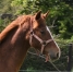Kymi-Roc--Male-par-Magnificient-Rodney--Visible-en-piste-0
