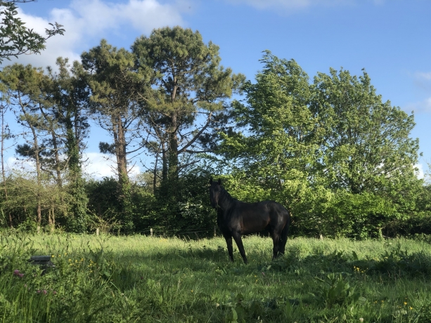 Pensions-chevaux-0