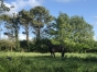 Pensions-chevaux-0