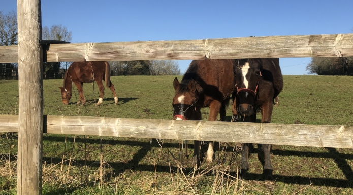 Foal-par-BOCCADOR-et-GOLDEN-BRIDGE-0