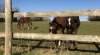 Foal-par-BOCCADOR-et-GOLDEN-BRIDGE-0