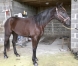 A-VENDRE-Jalisca-Vichard-1
