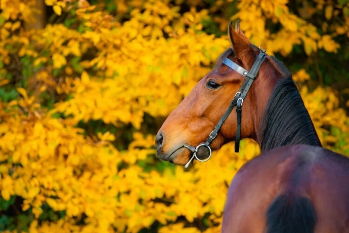 Chevaux-a-courir-0