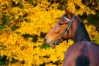 Chevaux-a-courir-0