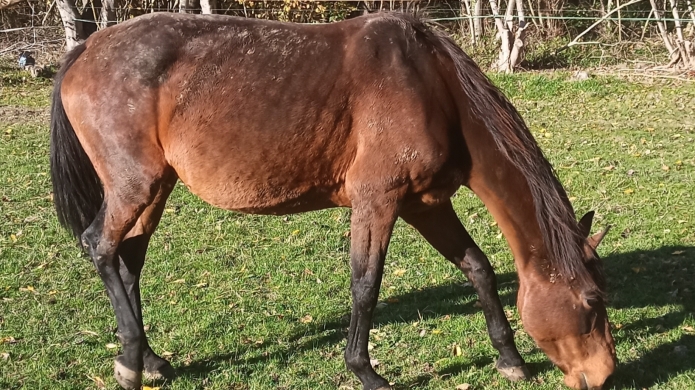 Vends-pouliniere-premiere-categorie-0