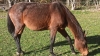 Vends-pouliniere-premiere-categorie-0