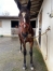 Yearling-par-GOLDEN-BRIDGE-2