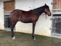 Yearling-par-GOLDEN-BRIDGE-1