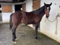 Yearling-par-GOLDEN-BRIDGE-0