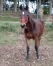 Vends-POULAIN-0