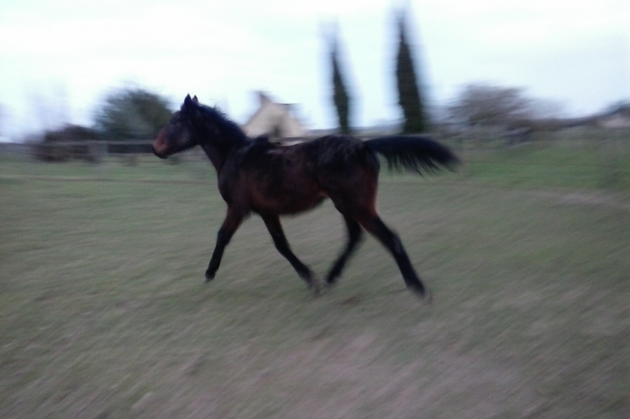 foal-par-tiego-d---etang-2