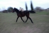foal-par-tiego-d---etang-2