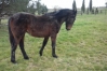 foal-par-tiego-d---etang-1