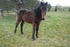 foal-par-tiego-d---etang-0