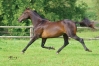 Quid-de-Chahains-1