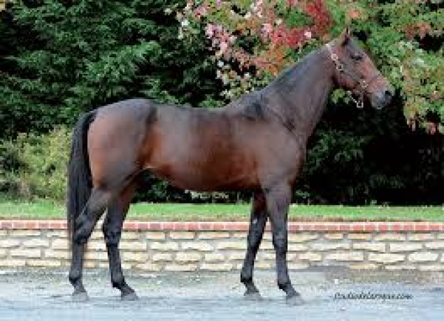 Saillie-de-Vaillant-Cash