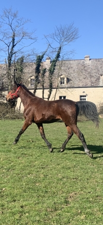 Pouliche-K-debouree
