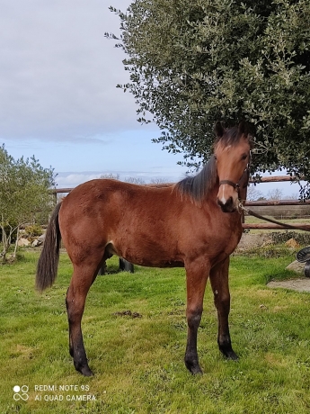 Yearling-9-mois--pere-FEELING-CASH-pere-de-mere-LOVE-YOU-2