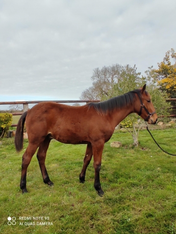 Yearling-9-mois--pere-FEELING-CASH-pere-de-mere-LOVE-YOU-1
