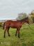 Yearling-9-mois--pere-FEELING-CASH-pere-de-mere-LOVE-YOU-1