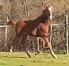 Poulain-male-(-L-)-2