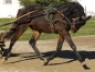 Poulain-K-par-The-Best-Madrik-1---10-(par-Coktail-Jet)-et-Taratata-du-Loisir-(90-000--euro;-de-gains-et-record-1---13-par-Ganymede)-2