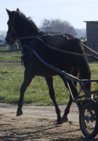 Poulain-K-par-The-Best-Madrik-1---10-(par-Coktail-Jet)-et-Taratata-du-Loisir-(90-000--euro;-de-gains-et-record-1---13-par-Ganymede)-1