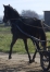 Poulain-K-par-The-Best-Madrik-1---10-(par-Coktail-Jet)-et-Taratata-du-Loisir-(90-000--euro;-de-gains-et-record-1---13-par-Ganymede)-1
