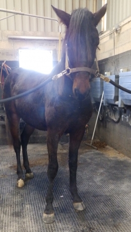 Poulain-K-par-The-Best-Madrik-1---10-(par-Coktail-Jet)-et-Taratata-du-Loisir-(90-000--euro;-de-gains-et-record-1---13-par-Ganymede)-0