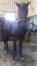 Poulain-K-par-The-Best-Madrik-1---10-(par-Coktail-Jet)-et-Taratata-du-Loisir-(90-000--euro;-de-gains-et-record-1---13-par-Ganymede)-0