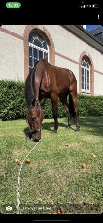 Entraineur-public-cherche-chevaux-2