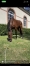 Entraineur-public-cherche-chevaux-2