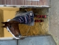 Entraineur-public-cherche-chevaux-1